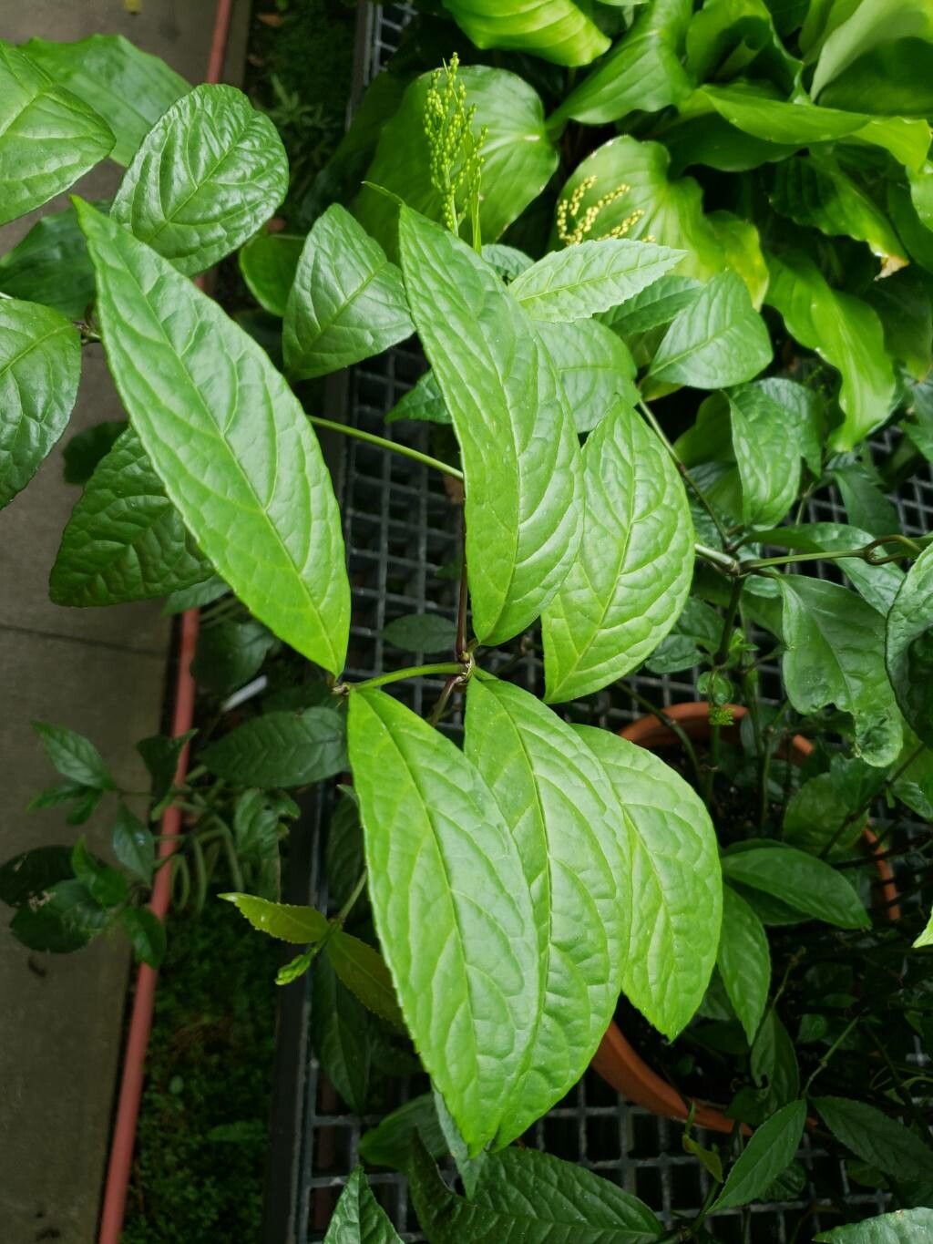 Chloranthus spicatus — houseplant care guide