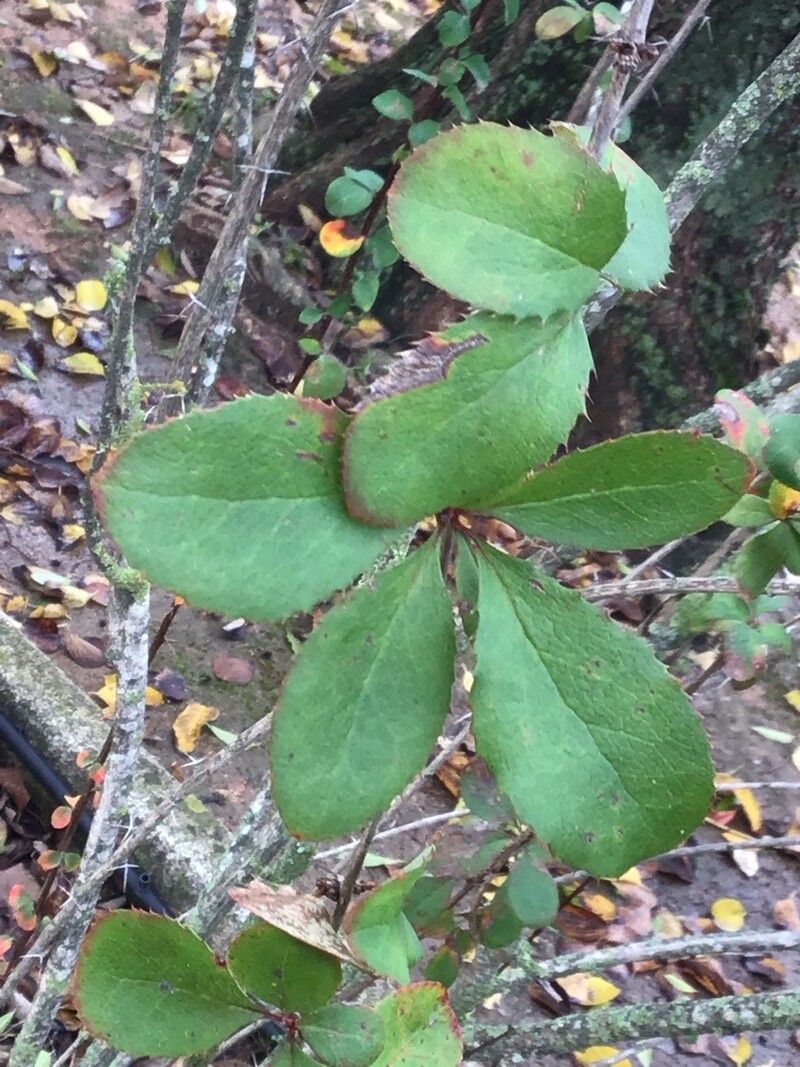 Berberis caroli leaf