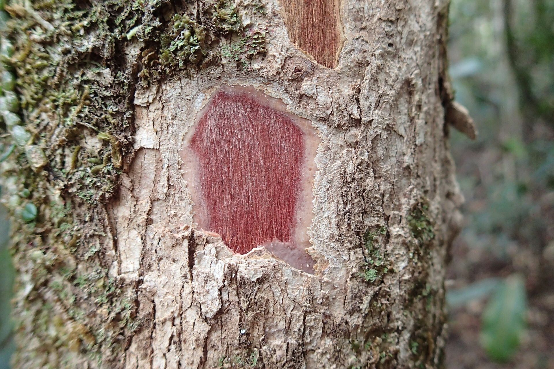 Syzygium xanthostemifolium bark