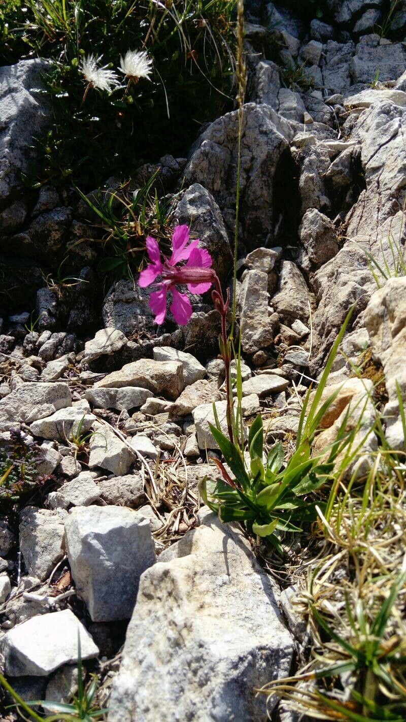 Silene elisabethae habit