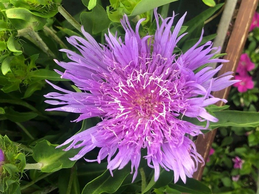 Stokesia laevis flower