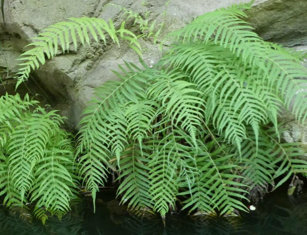 Thelypteris ovata — search result for 'Thelypteris'