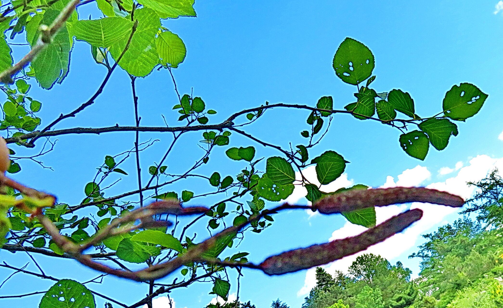 Alnus oblongifolia fruit