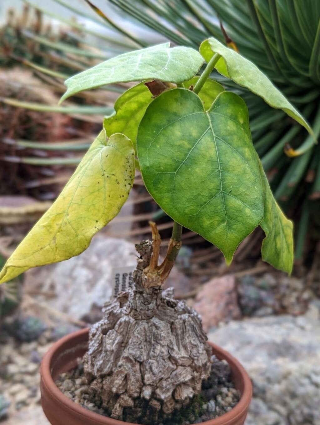 Matelea cyclophylla habit