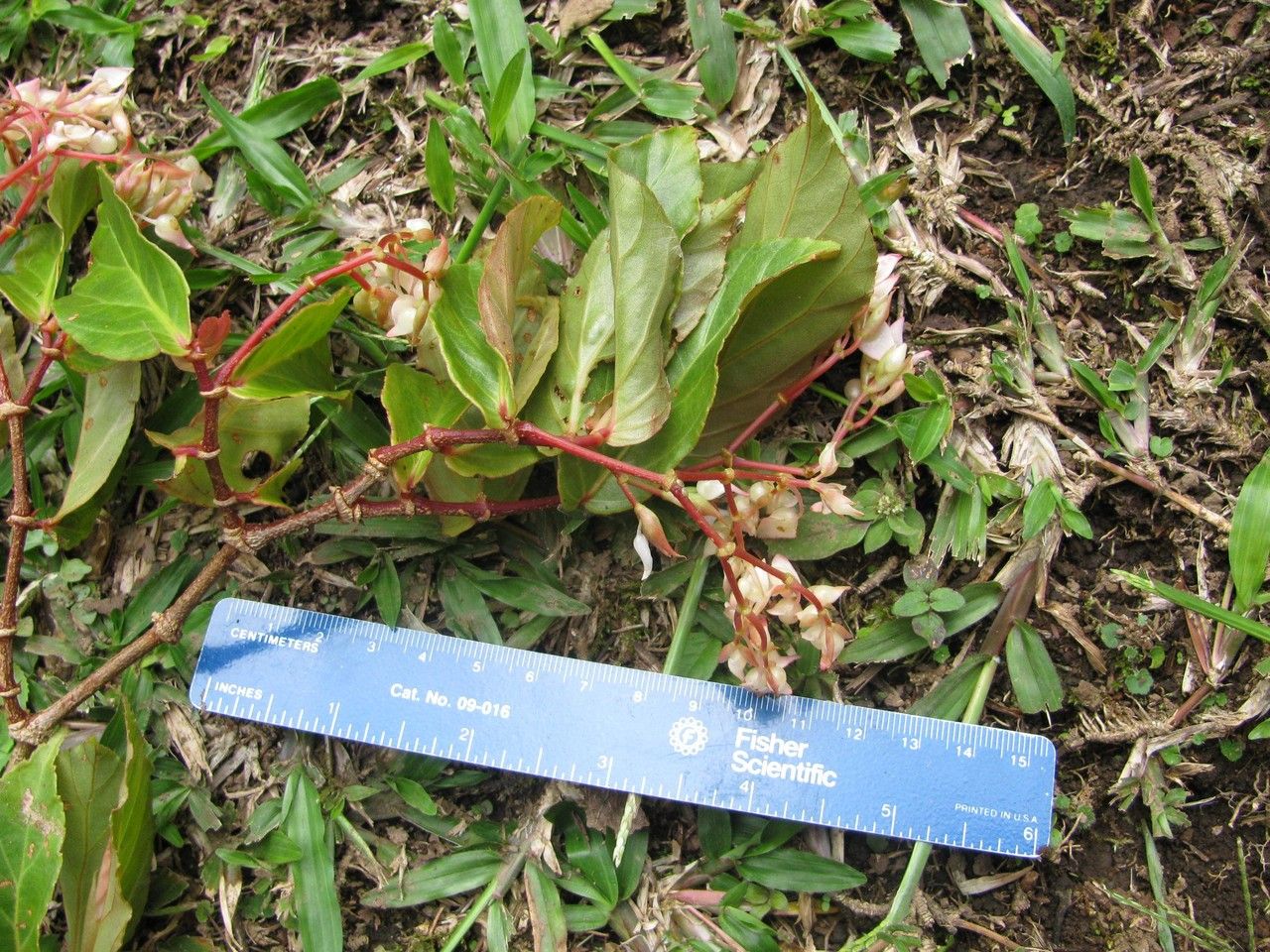Begonia estrellensis other