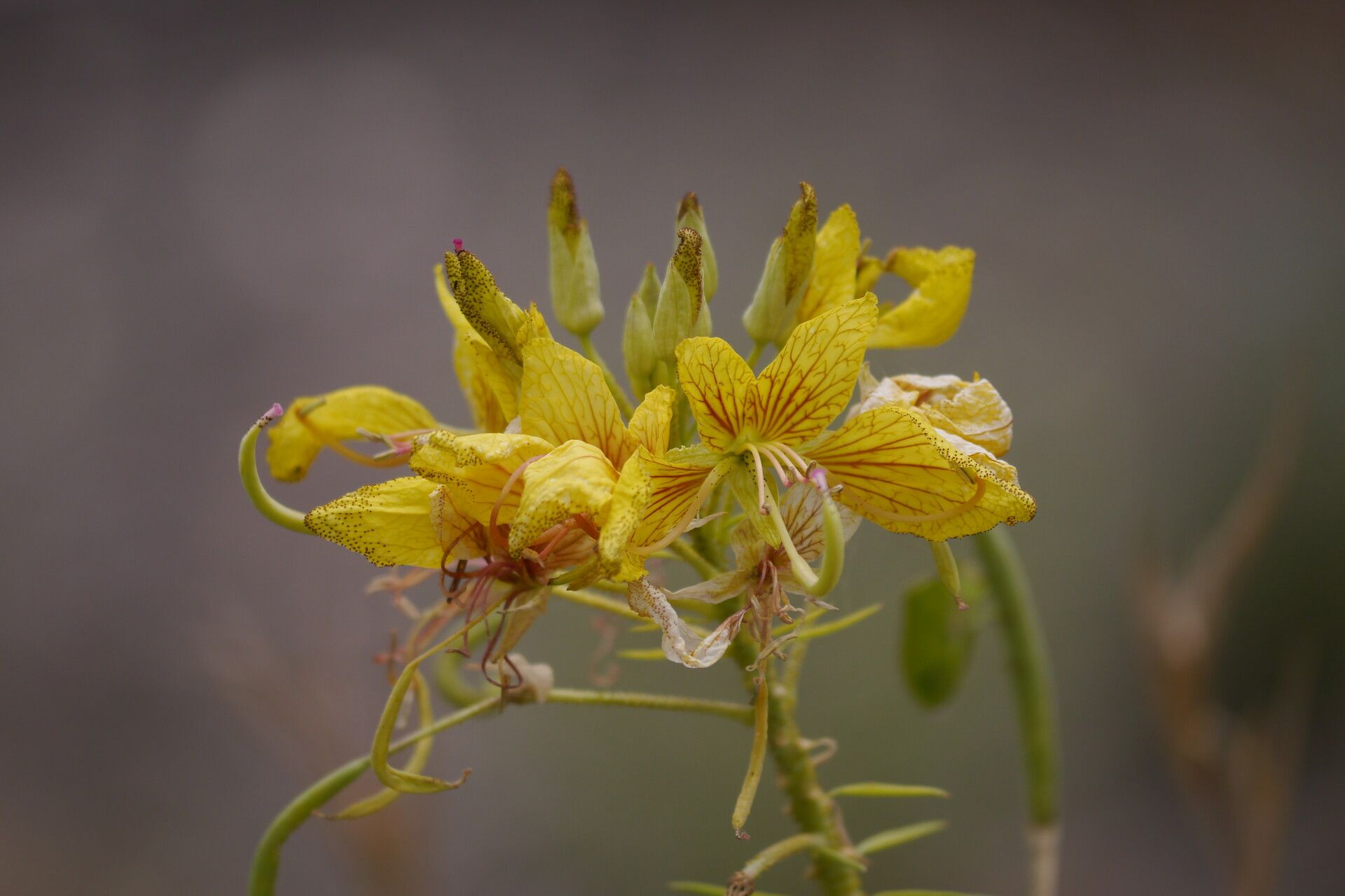Cleome paradoxa — houseplant care guide