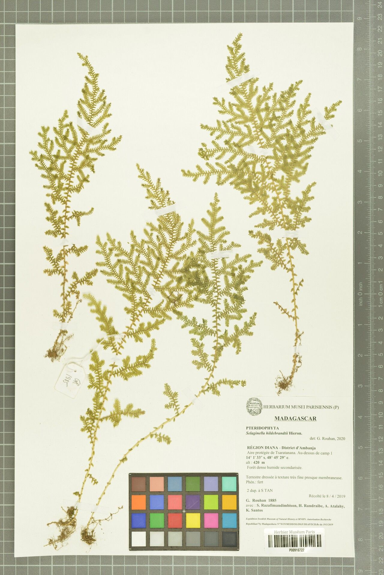 Selaginella hildebrandtii — houseplant care guide