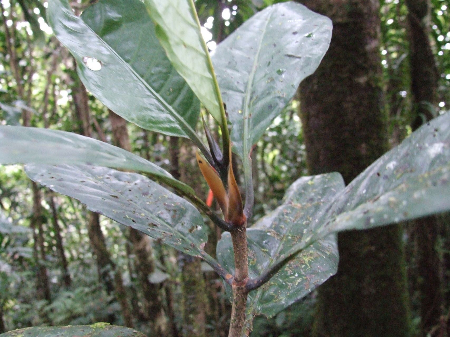 Atractocarpus nigricans habit