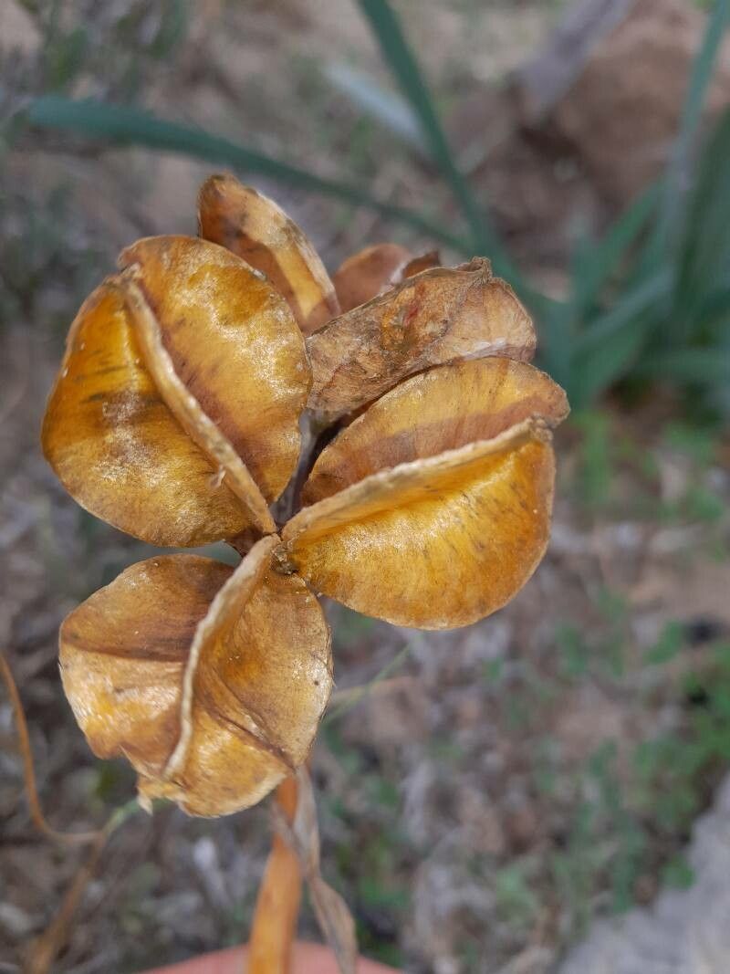 Pancratium illyricum fruit
