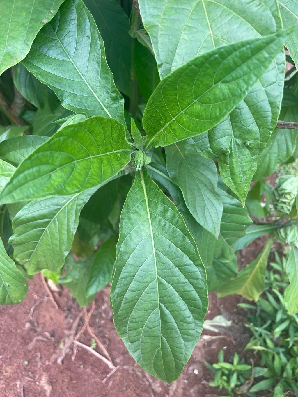 Justicia engleriana — houseplant care guide