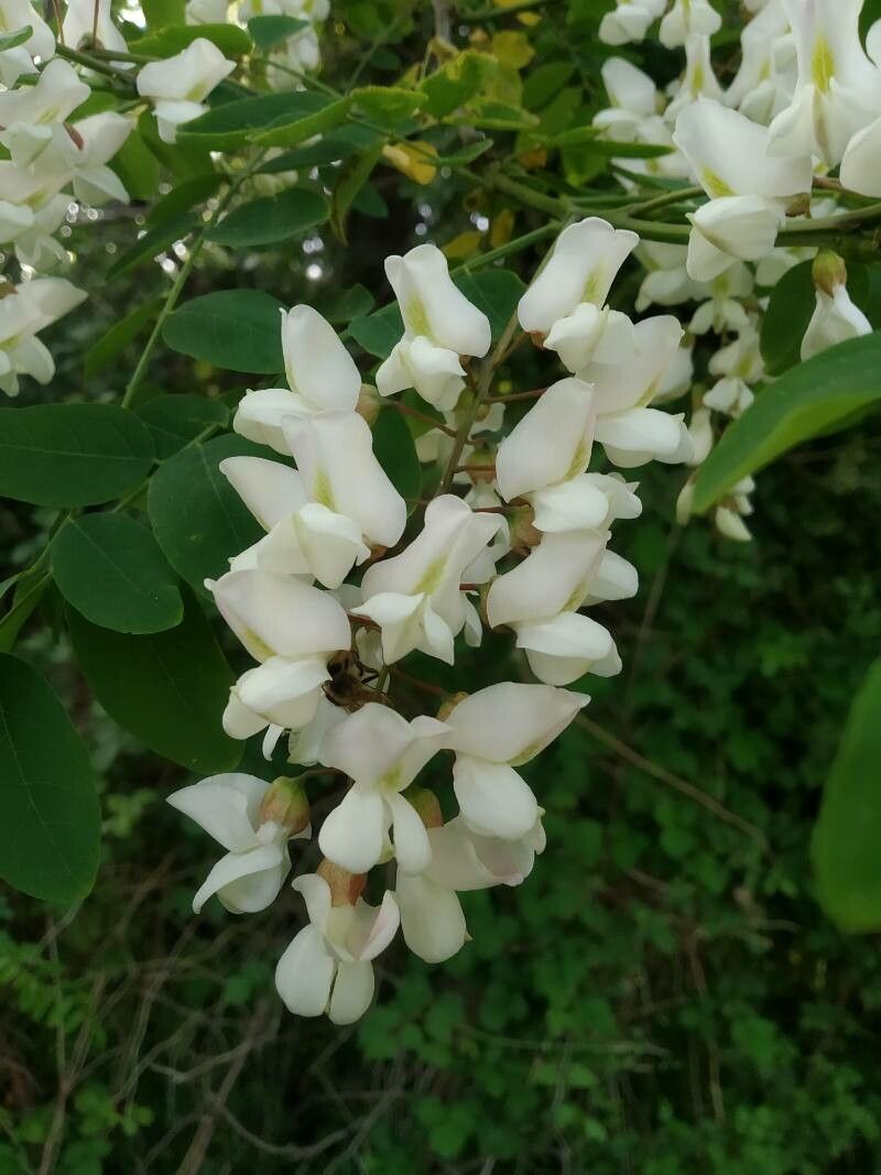 Acacia acanthaster flower
