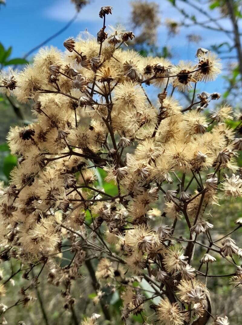 Vernonanthura pinguis fruit