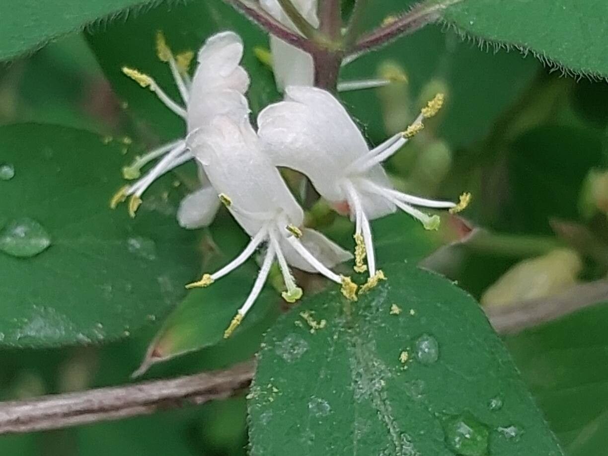 Lonicera nummulariifolia flower