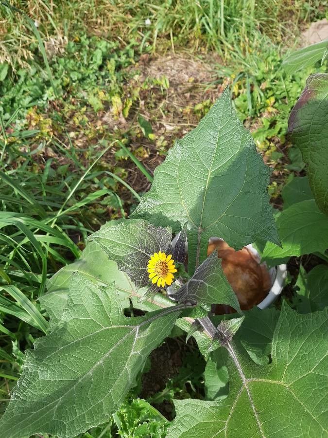 Smallanthus sonchifolius flower