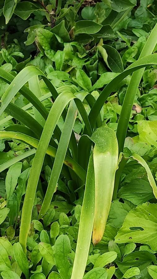 Nerine bowdenii habit