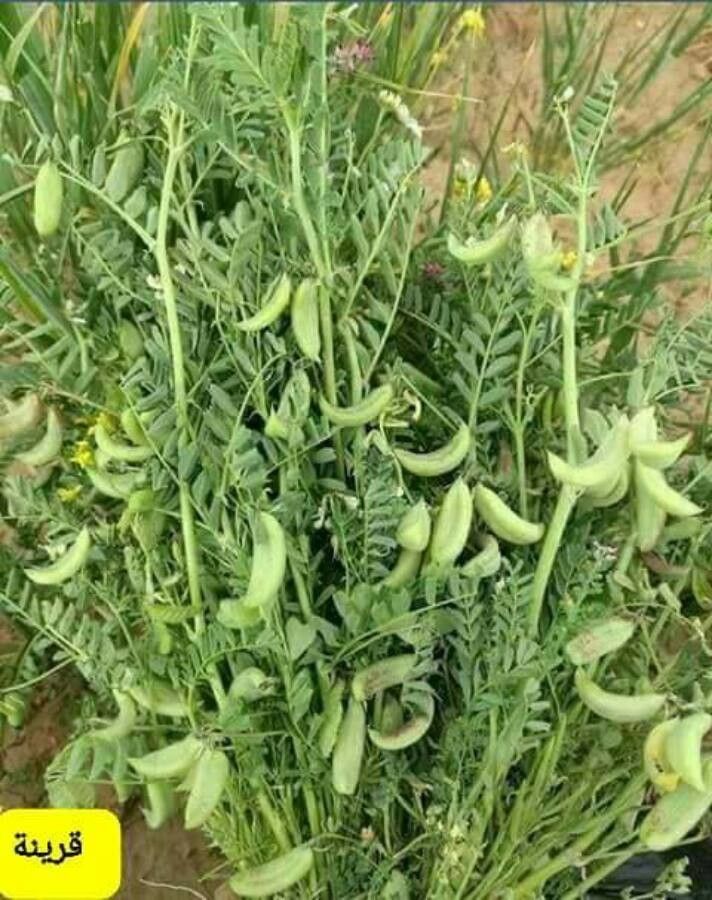 Astragalus hamosus fruit