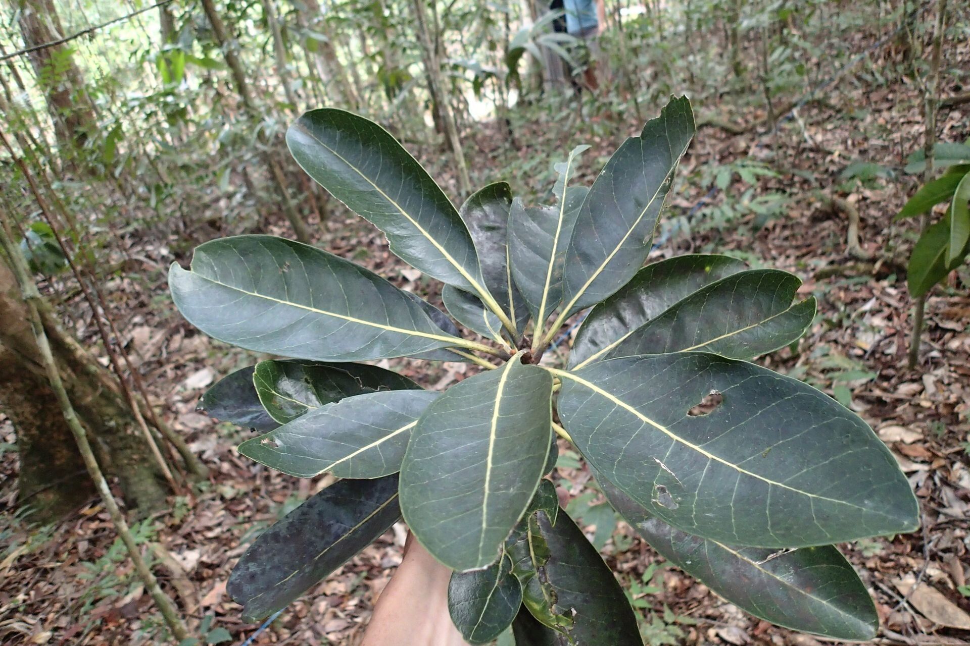 Planchonella wakere leaf