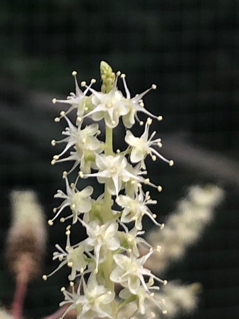 Anredera cordifolia flower