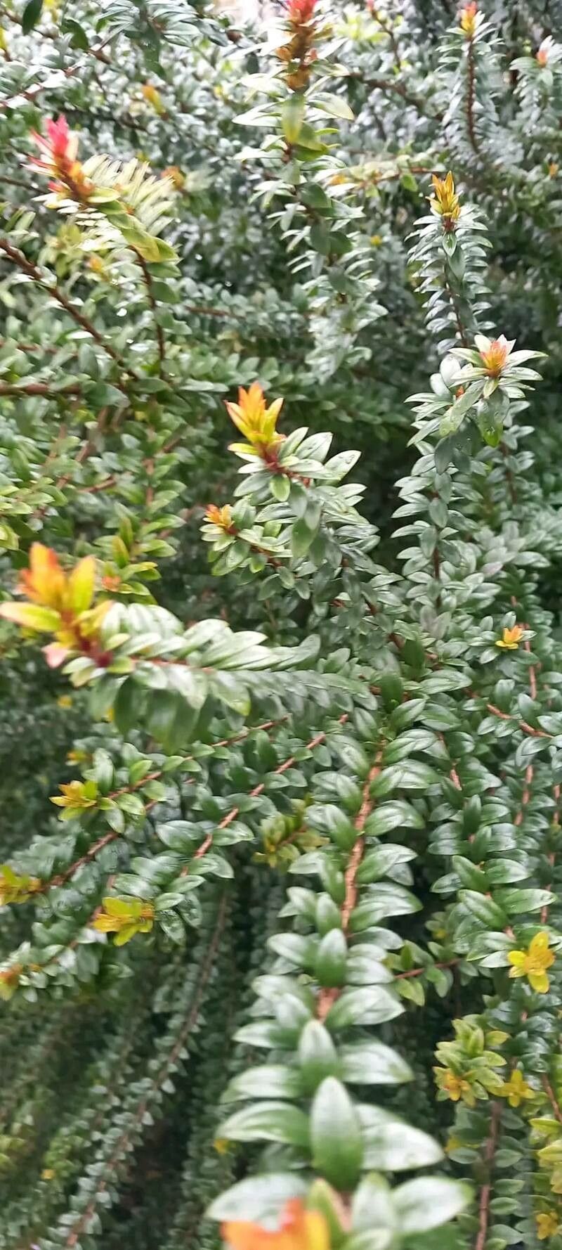 Metrosideros stipularis — search result for 'Metrosideros'