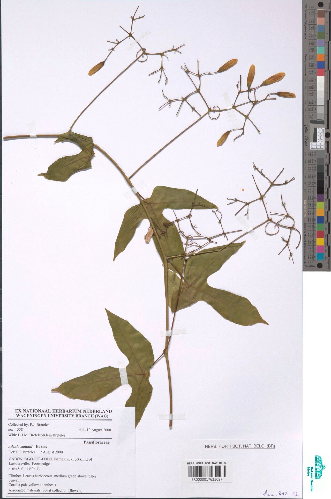 Adenia staudtii — houseplant care guide