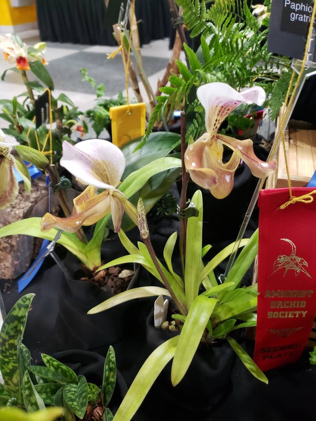 Paphiopedilum gratrixianum habit