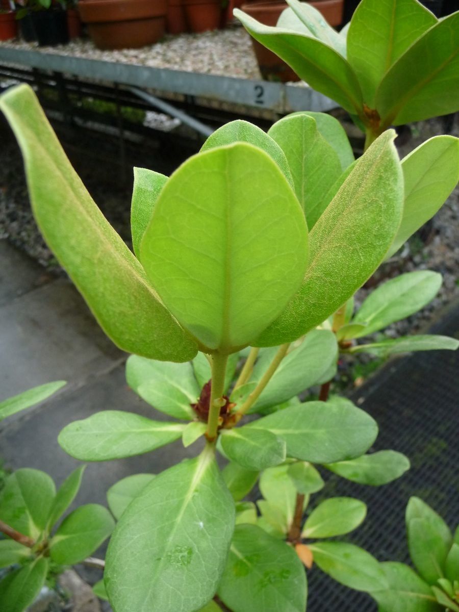 Rhododendron carringtoniae — houseplant care guide