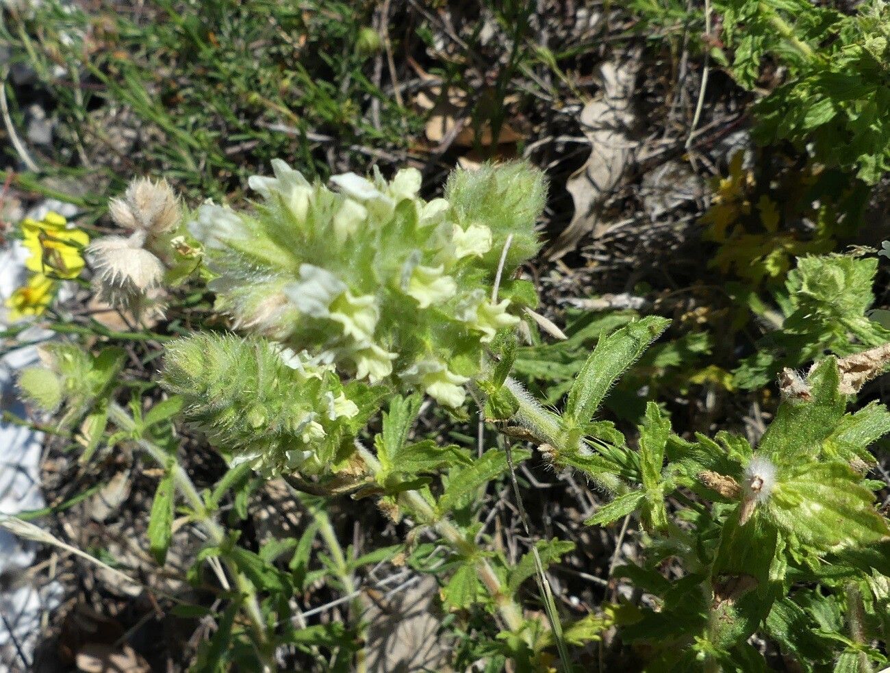 Sideritis endressii flower