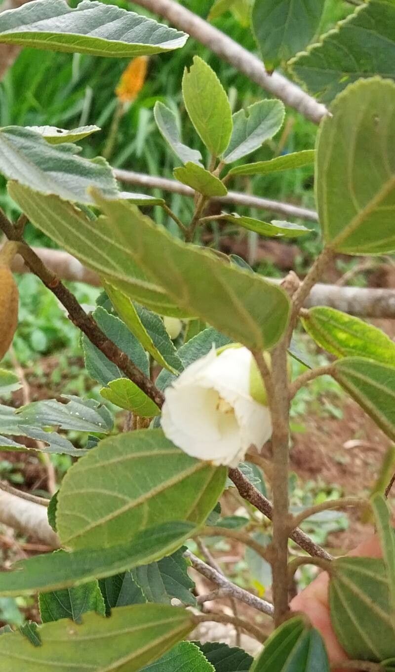 Ruizia granulata flower