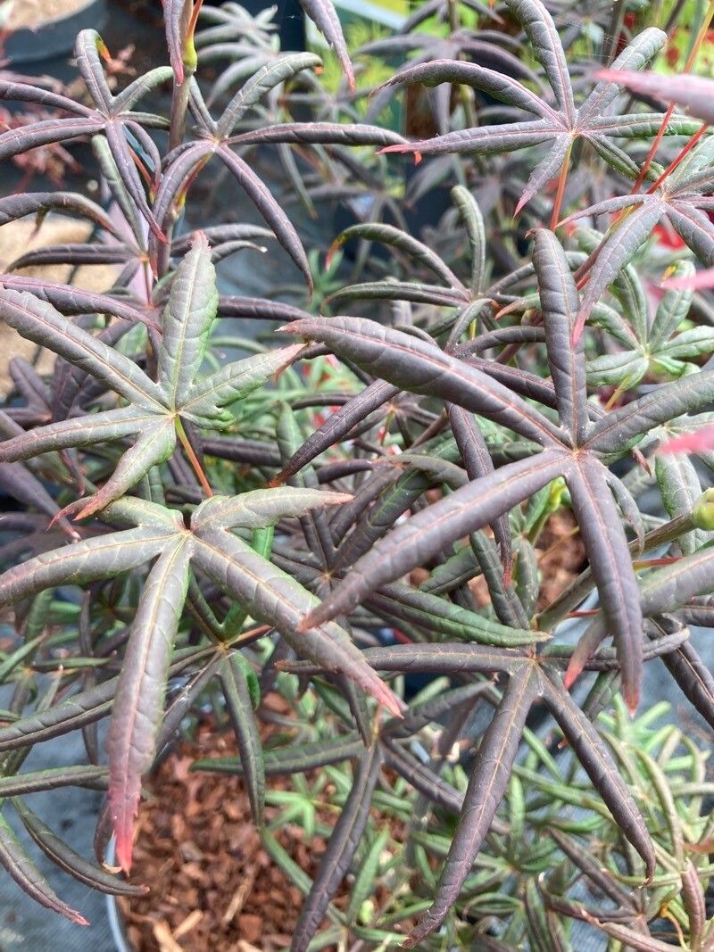 Brachychiton rupestris flower