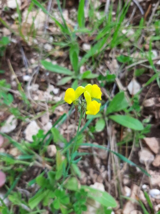 Linaria oblongifolia — search result for 'Linaria'