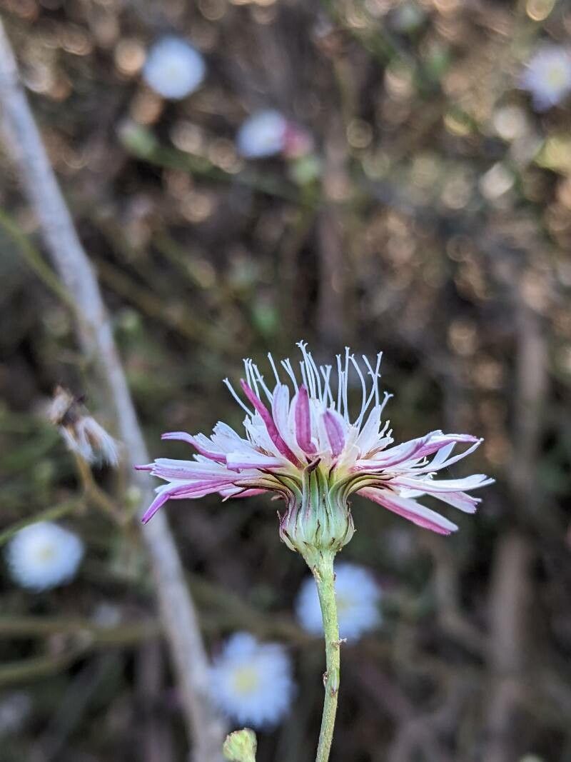 Rafinesquia californica flower