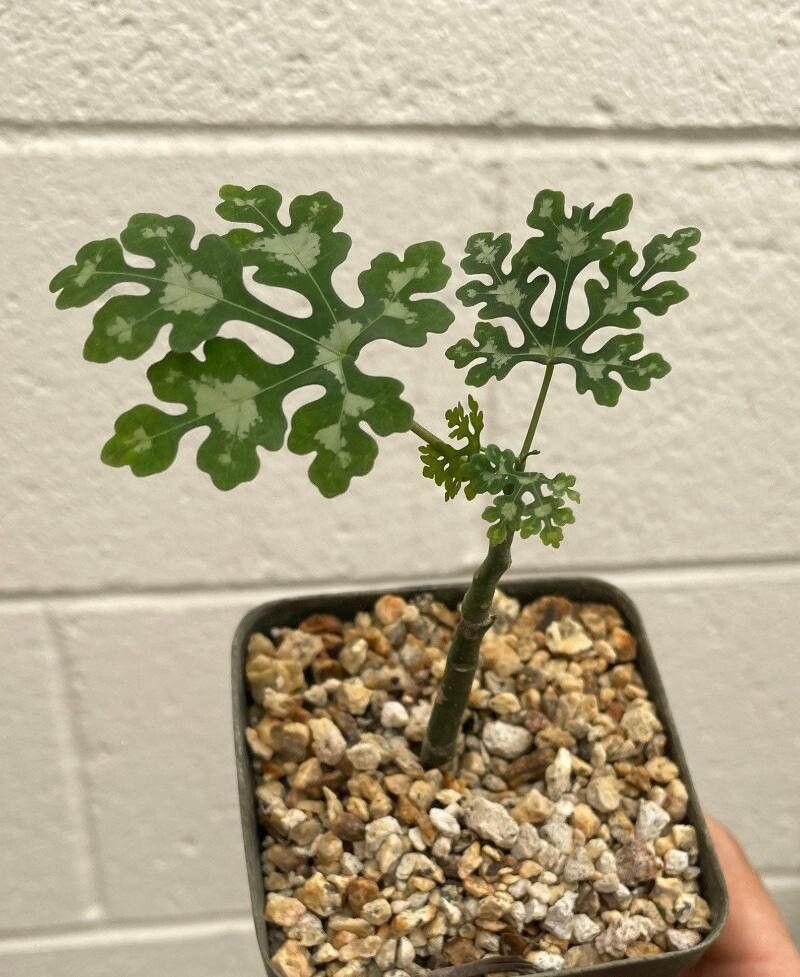 Adenia perrieri — houseplant care guide