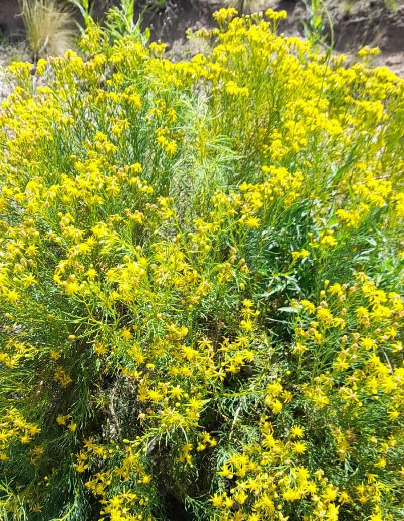 Senecio pampeanus habit