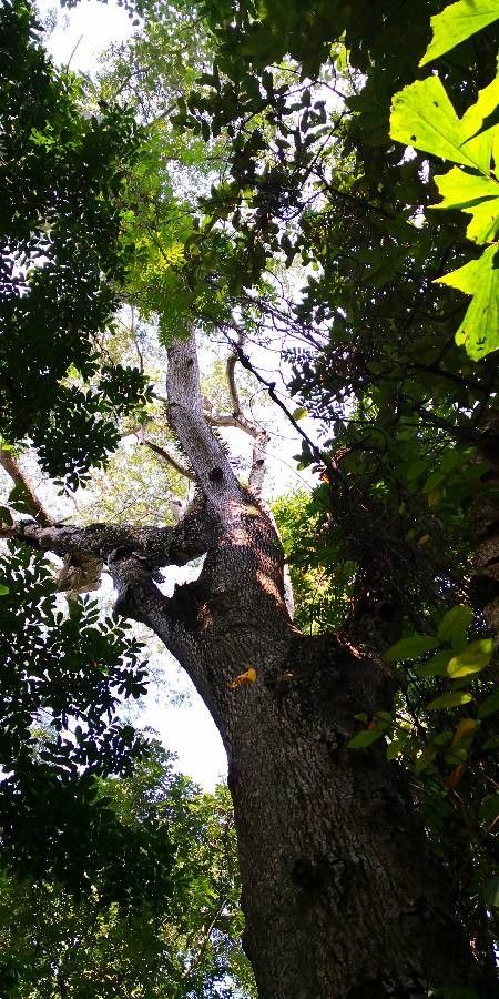 Strophanthus hispidus habit
