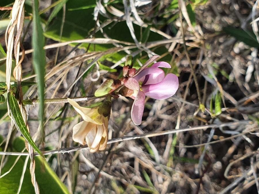 Vigna macrorhyncha habit