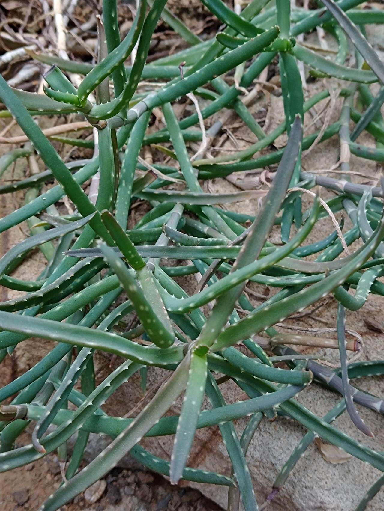 Aloe millotii habit