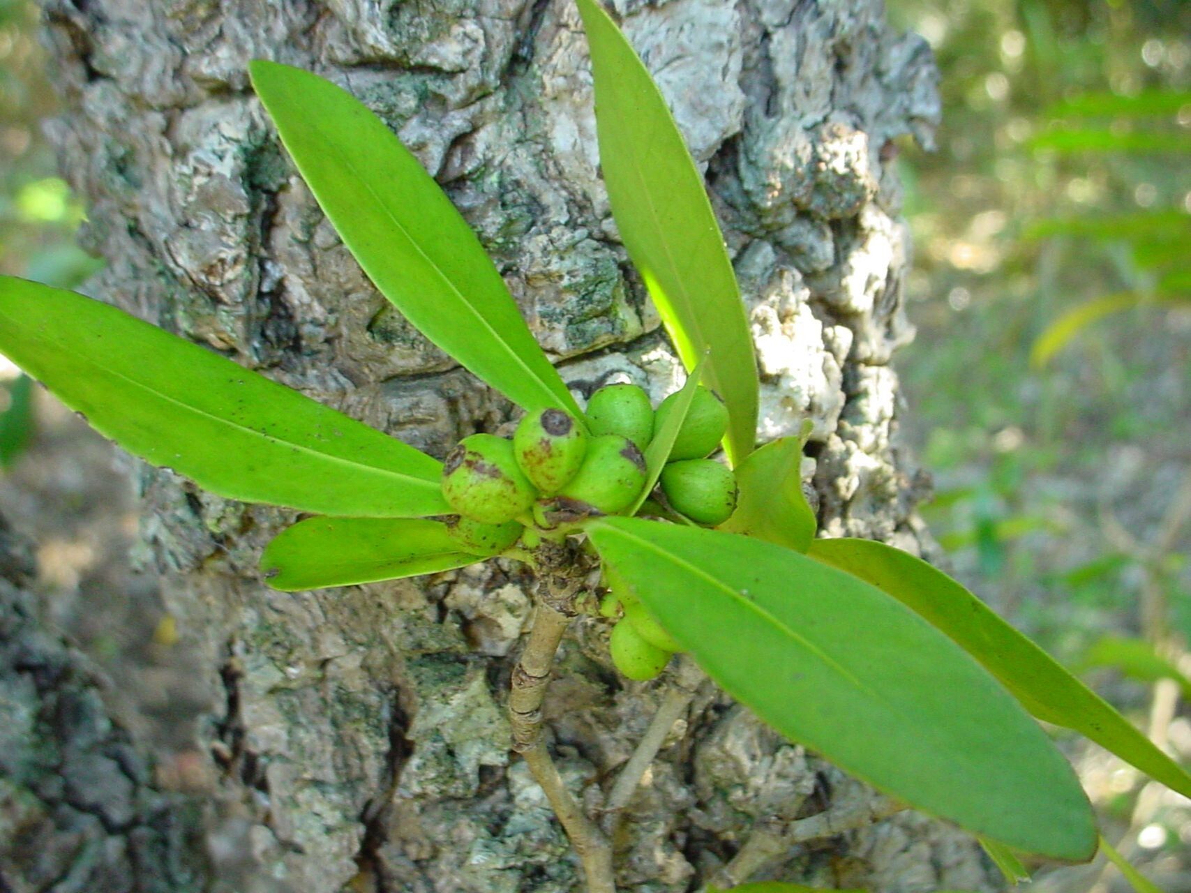 Ixora oligantha fruit