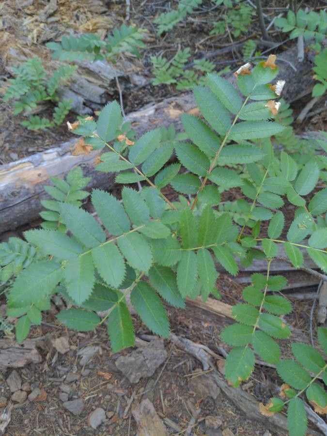 Sorbus californica leaf