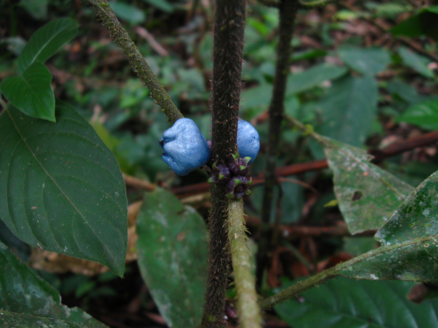 Lasianthus batangensis fruit