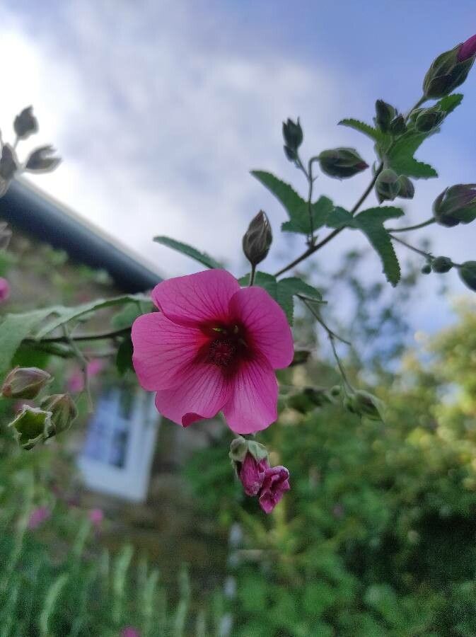 Lavatera bryoniifolia flower