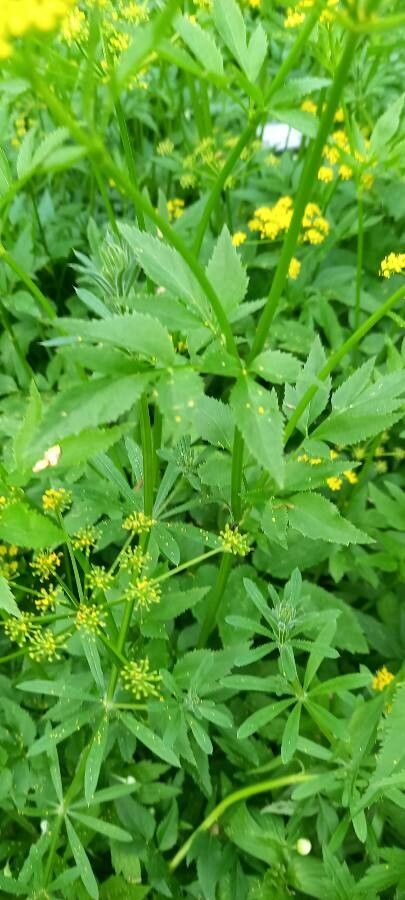 Zizia aptera — related species from the same genus