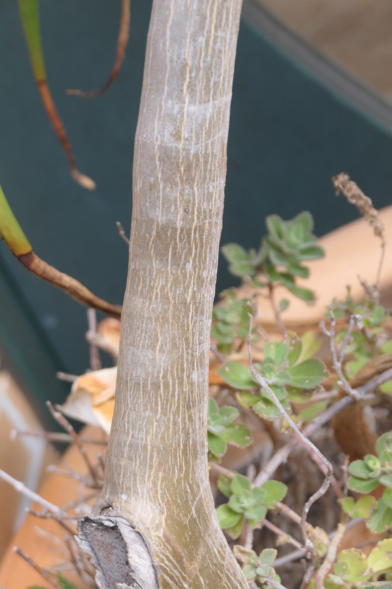 Aloidendron tongaense bark