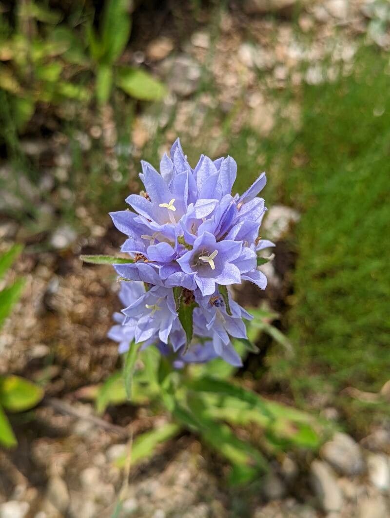 Campanula moesiaca flower