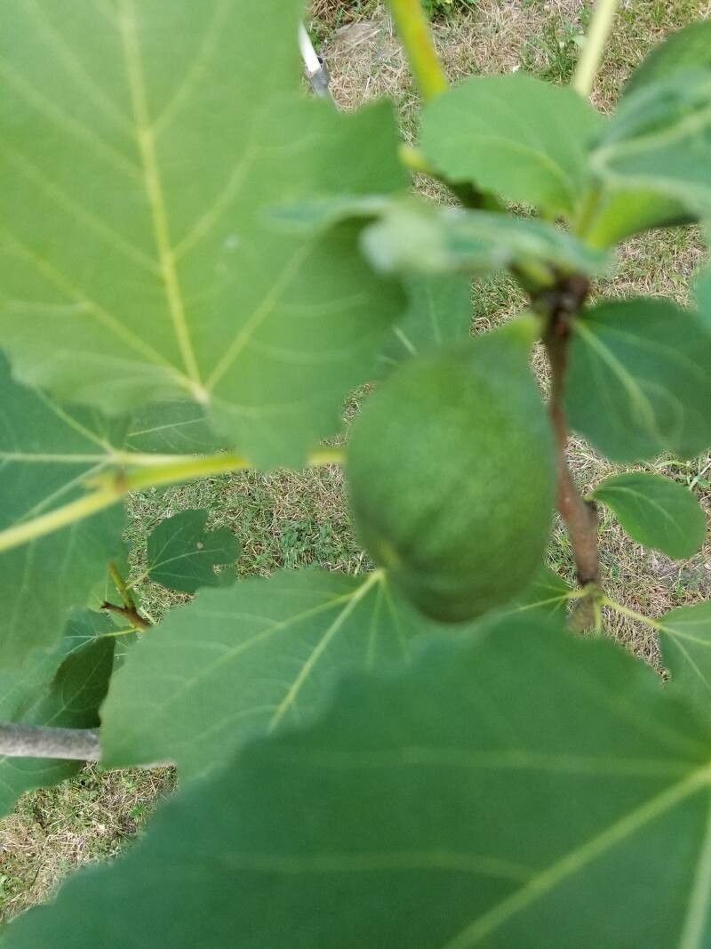 Ficus johannis fruit
