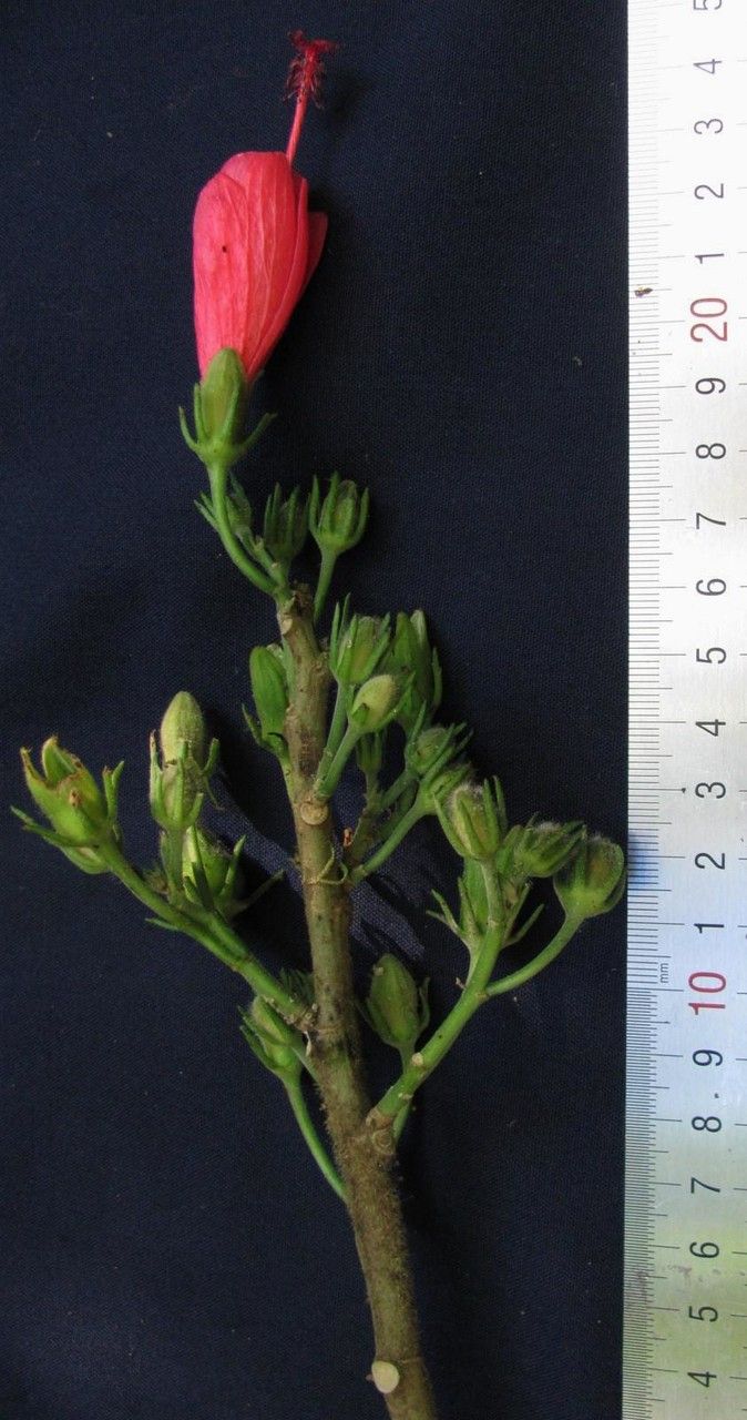 Malvaviscus achanioides other