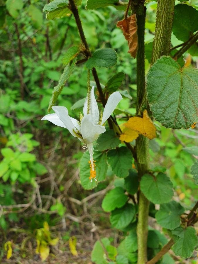 Hibiscus fuscus flower