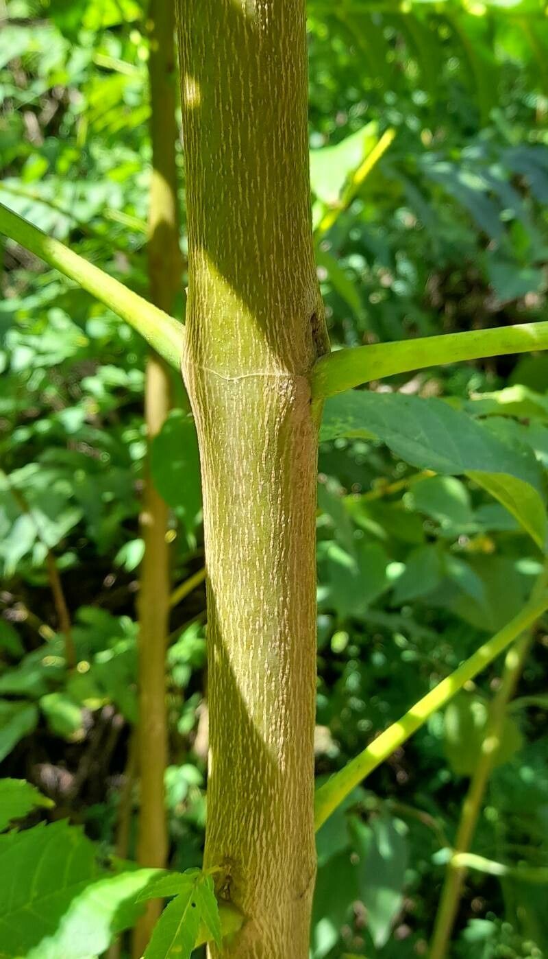 Juglans australis bark