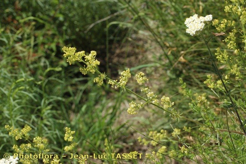 Galium × effulgens other