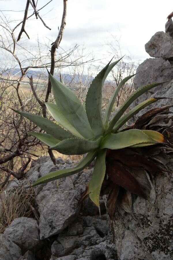 Agave wercklei — houseplant care guide