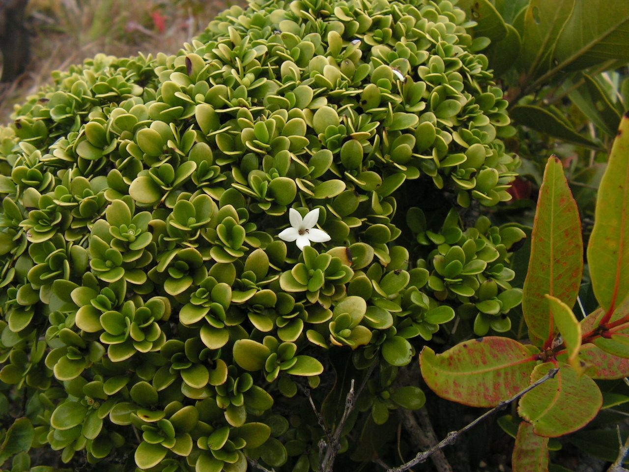 Psychotria micromyrtus habit